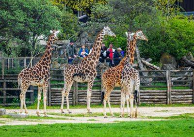«Пражский зоопарк» назвал число посетителей в 2023 году - vinegret.cz - Чехия - Прага