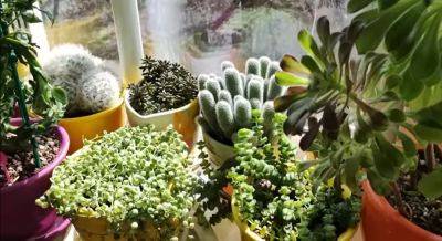 Обязательно купите эти вазоны: какие растения защитят дом от плесени и конденсата на окнах - hyser.com.ua - Украина