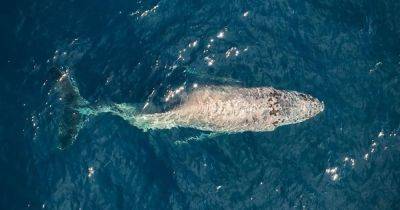 Без шанса на выживание. У берегов Мексики замечен еще один кит со сломанной спиной (фото) - focus.ua - Украина - Мексика - Канада - шт. Калифорния