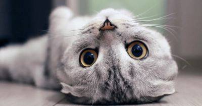 Почему кошка отводит взгляд и не смотрит вам в глаза: язык тела животных - focus.ua - Украина - Почему