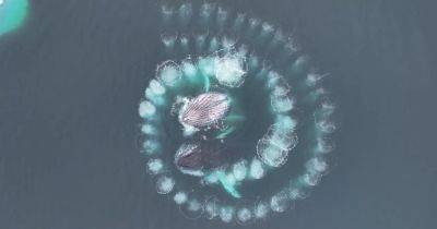 Невероятно слаженная работа. Горбатые киты в Антарктиде создали идеальную спираль Фибоначчи (видео) - focus.ua - Украина - Антарктида