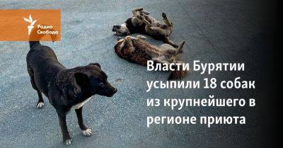 Власти Бурятии усыпили 18 собак из крупнейшего в регионе приюта - svoboda.org - респ.Бурятия - Власти