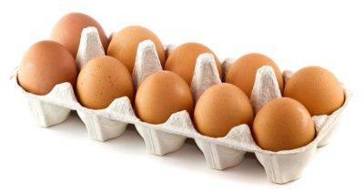 Объемы производства яиц в Беларуси позволяют поставлять 25-30 % на экспорт - produkt.by - Россия - Белоруссия