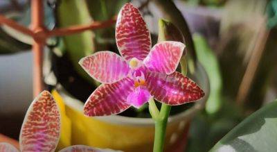 Избавьтесь от проблем с цветением орхидей: простой способ сделать эффективное удобрение для этого цветка дома - koronavirus.center - Украина