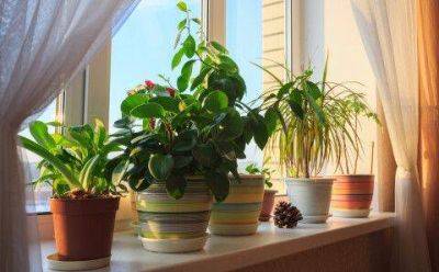 Обязательно поставьте их дома: комнатные растения, которые избавляют от стресса и чувства тревоги - koronavirus.center - Украина