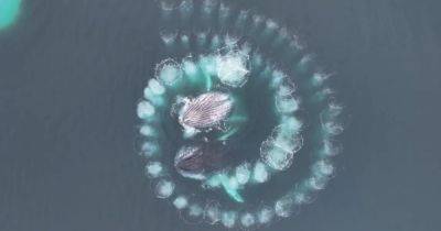 Красота дикой природы: фотограф продемонстрировал видео с горбатыми китами, создавшими в океане спираль Фибоначчи - dsnews.ua - Украина