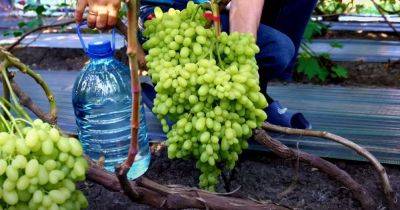 Хватит и на компот, и на домашнее вино: делаем самодельное удобрение для винограда, от которого урожая станет вдвое больше - koronavirus.center - Украина