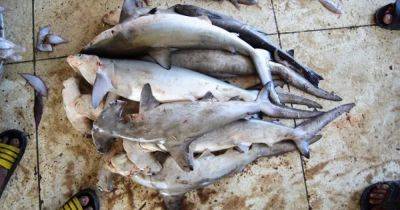 Безжалостные убийцы истребляют 80 млн акул в год: 25 млн из них находятся под угрозой исчезновения - focus.ua - Украина - Канада