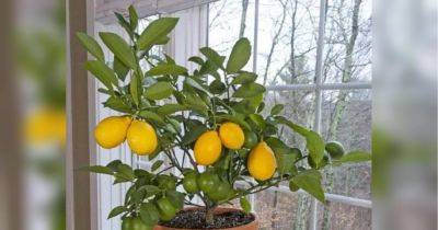 Как дома вырастить лимон из косточки: что должны знать цветоводы-любители - fakty.ua - Россия - Украина