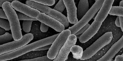 Не только антибиотики. Новое исследование обнаружило несколько причин появления супербактерий - nv.ua - Норвегия - Украина - Англия - Осло