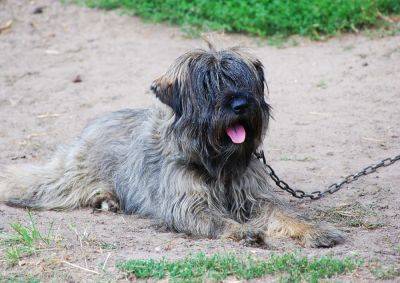 Власти Праги предлагают запретить содержание собак на привязи во всей Чехии - vinegret.cz - Чехия - Словакия - Прага - Власти
