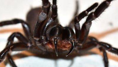 В Австралии обнаружили крупнейшего самца самого опасного паука в мире - obzor.lt - Австралия