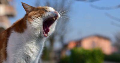 Пушистые собеседники: 10 самых голосистых пород кошек (фото) - focus.ua - Украина - Голос