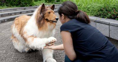 Японец который "стал собакой", вдохновил людей на жизнь в образе других животных (фото) - focus.ua - Украина - Япония
