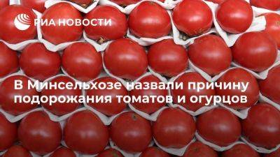Минсельхоз: томаты и огурцы дорожают сезонно, весной начнут дешеветь - smartmoney.one - Россия