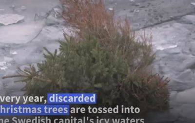 Новогодние елки в Швеции выбрасывают в воды Стокгольма - korrespondent.net - Украина - Швеция - Стокгольм - Экология