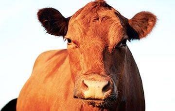 Белорусам предлагают «эксклюзивное» молоко А2 от красных коров - charter97.org - Белоруссия