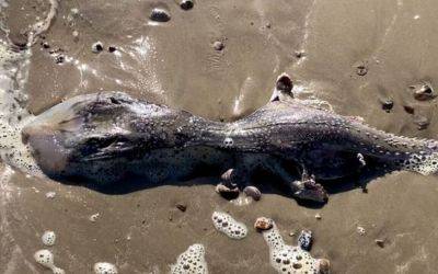 В Британии нашли останки странного морского существа - planetanovosti.com - Англия - Марокко