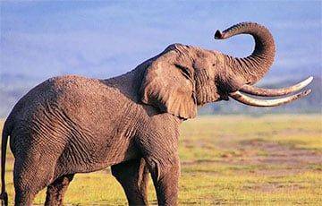 Около 160 слонов погибли в Зимбабве - charter97.org - Белоруссия - Зимбабве