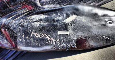 Безумие в океане. Найден убийца кита, преследующий свою жертву и наносящий жестокие удары (видео) - focus.ua - США - Украина - Сан-Диего - шт. Калифорния