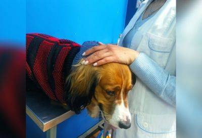 Собаке, хозяину которой мужчина сломал позвоночник, диагностировали механический гепатоз. Необходима операция - podrobno.uz - Узбекистан - Ташкент