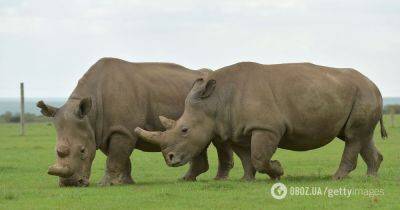 Ученым впервые в истории удалось оплодотворить самку носорога с помощью ЭКО: это может спасти вид на грани вымирания - obozrevatel.com - Австрия - Бельгия - Италия - Германия - Кения