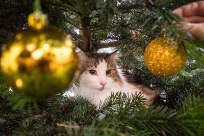 Хитрости, о которых вы и не догадывались: как защитить новогоднюю елку от кошки - hyser.com.ua - Украина