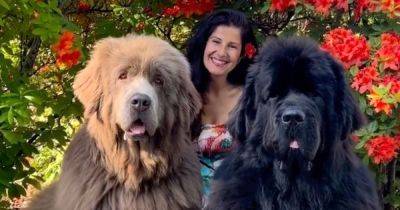 Женщина вырастила 70-килограммовых собак, которых часто путают с медведями (фото) - focus.ua - Украина - Англия - Швеция - шт.Флорида - шт.Пенсильвания