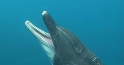 Тоже не высыпаются по утрам: ученые впервые увидели, как зевают дельфины, и это меняет все (видео) - focus.ua - Украина
