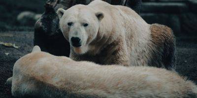 Первый случай в истории. На Аляске белый медведь умер от птичьего гриппа - nv.ua - США - Украина - шт.Аляска