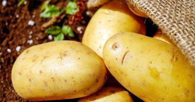 В Украине заметно подорожал картофель: в чем причины и что будет с ценами дальше - dsnews.ua - Украина