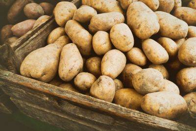 Цены на картошку снова растут: украинцам рассказали, к чему готовиться - hyser.com.ua - Украина