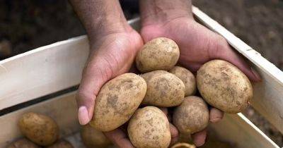 "Золотая" картошка: что происходит с ценами на популярный продукт - focus.ua - Украина