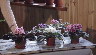 Растение поблагодарит красивые цветы: как «помыть» фиалку и не повредить ей - hyser.com.ua - Украина