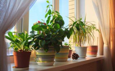 Обязательно поставьте их дома: комнатные растения, которые избавляют от стресса и чувства тревоги - hyser.com.ua - Украина