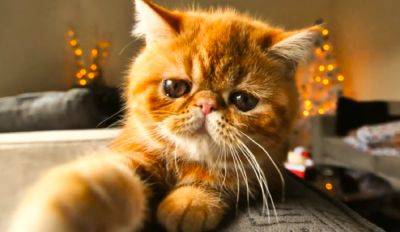 Мурчащие мятоманы: почему коты любят кошачью мяту - ukrainianwall.com - Украина