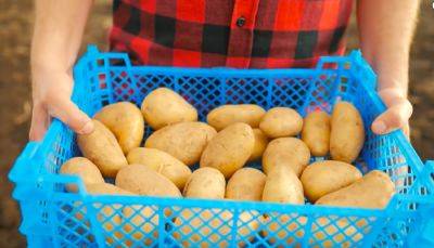 Эти отростки потреблять опасно: как правильно хранить картошку, чтобы она не прорастала - ukrainianwall.com - Украина
