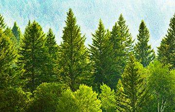 На Земле больше деревьев, чем звезд в Млечном Пути: ученые объяснили парадокс - charter97.org - Белоруссия