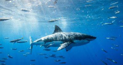 Огромный марлин на сутки затянул рыбака в открытый океан с акулами (фото) - focus.ua - Украина - Новая Зеландия - Малайзия