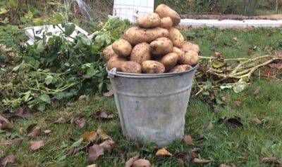 Соседи себе локти сгрызут от зависти: какие сорта картошки нужно посадить весной 2024 года - мешки будут трещать - ukrainianwall.com - Украина - шт. Аризона
