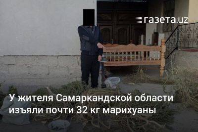 У жителя Самаркандской области изъяли почти 32 кг марихуаны - gazeta.uz - Узбекистан - Самаркандская обл.