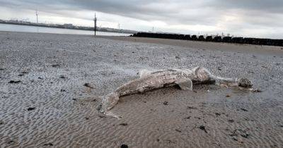 Рыба весом до шести тонн: на пляже в Великобритании нашли останки гигантской акулы (фото) - focus.ua - Украина - Англия - Шотландия - Остров Мэн - Великобритания