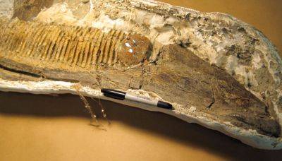 Археологи нашли челюсть утконосого гадрозавра – пролежала в земле 75 млн лет - apostrophe.ua - Украина - Канада - Таиланд