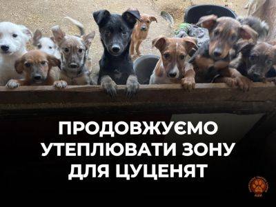 В Харькове помогли щенкам не замерзнуть после ракетного удара (видео) - objectiv.tv - Украина - Харьков