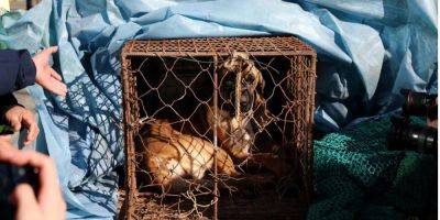 Юн Сок Ель - В Южной Корее приняли закон о запрете торговли собачьим мясом - nv.ua - Южная Корея - Украина - Сеул