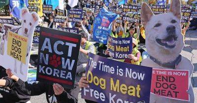 В Южной Корее стало незаконным употребление собачьего мяса - dsnews.ua - Южная Корея - Украина