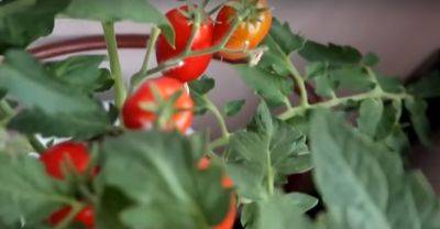 От магазинных вы точно откажетесь: как правильно вырастить помидоры на подоконнике и чем их поливать - hyser.com.ua - Украина