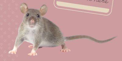 В интернете предлагают назвать крысу в честь бывшего и скормить ее ястребу - tech.onliner.by