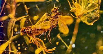 Навечно влюблены. Ученые показали мух, которые провели в объятиях друг друга последние 40 млн лет - focus.ua - Юар
