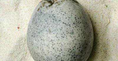 Найдено старейшее целое яйцо со времен Римской империи - telegraf.com.ua - Англия - Римская Империя